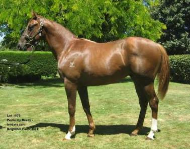 lot 1070 - Perfectly Ready x Isodara