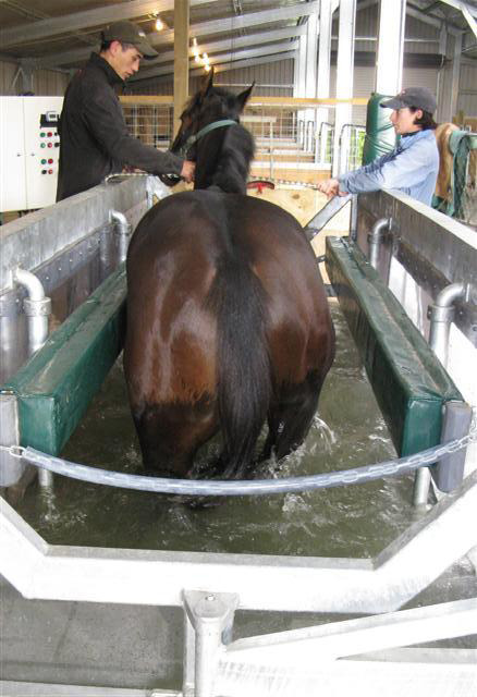 Mangatiti Bloodstock Equine Hydrotherapy